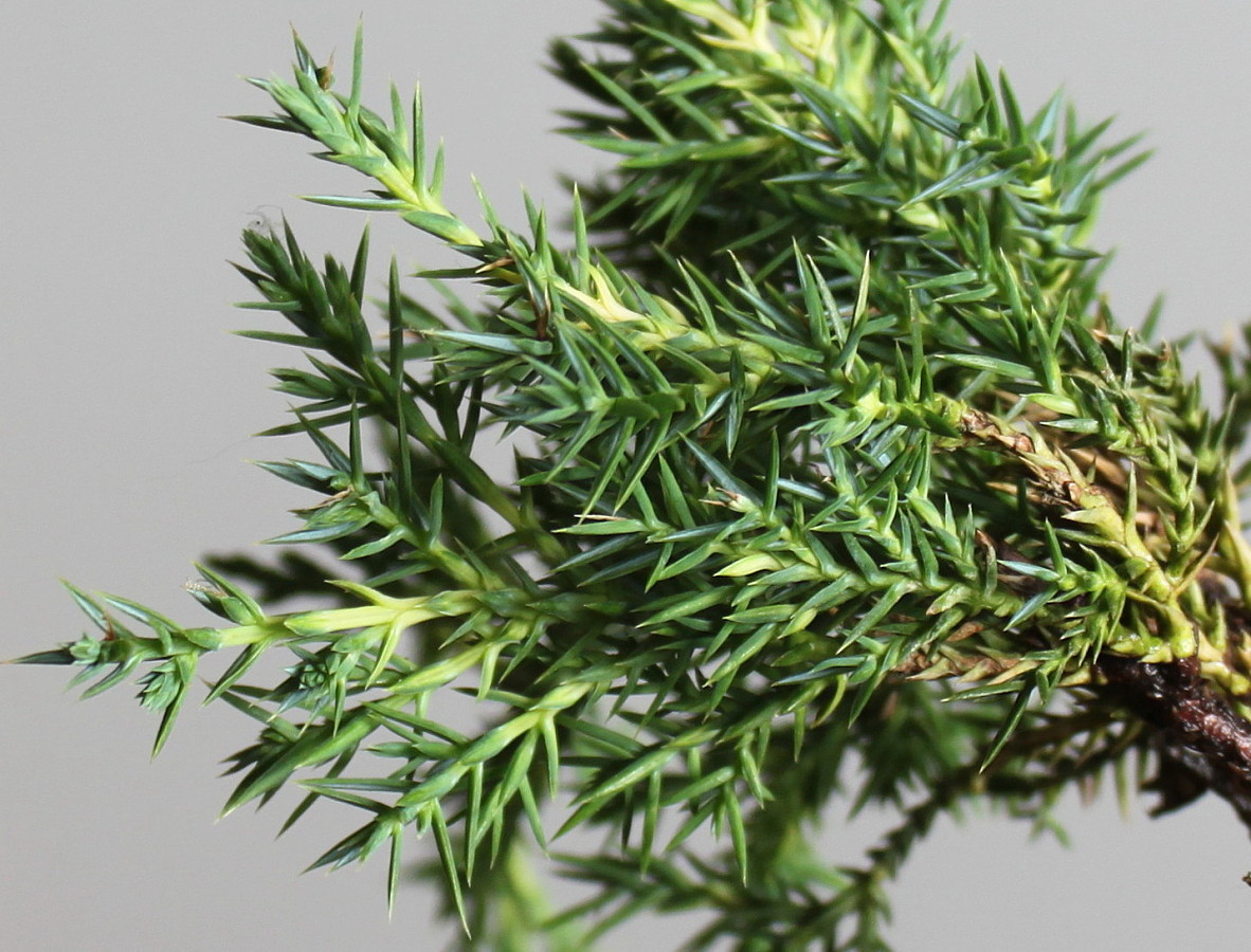 Image of Juniperus &times; pfitzeriana specimen.