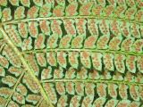 Polystichum setiferum. Фрагмент нижней стороны листа с сорусами. Испания, Канарские острова, о. Тенерифе, горный массив Анага. 08.03.2008.