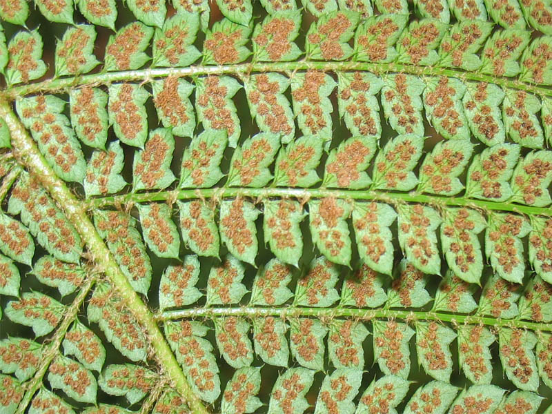Image of Polystichum setiferum specimen.