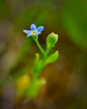 Myosotis cespitosa. Цветок. Заливной галечник на р. Енисей. 24.06.2012.