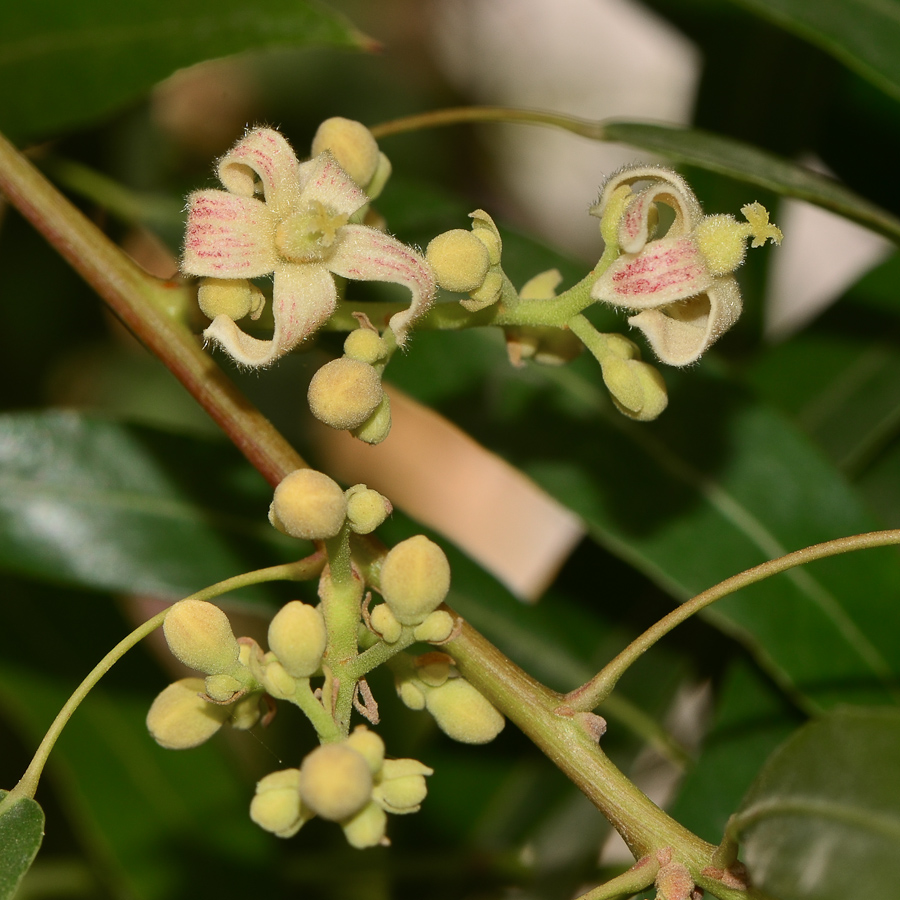 Изображение особи Brachychiton rupestris.