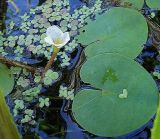 Hydrocharis morsus-ranae