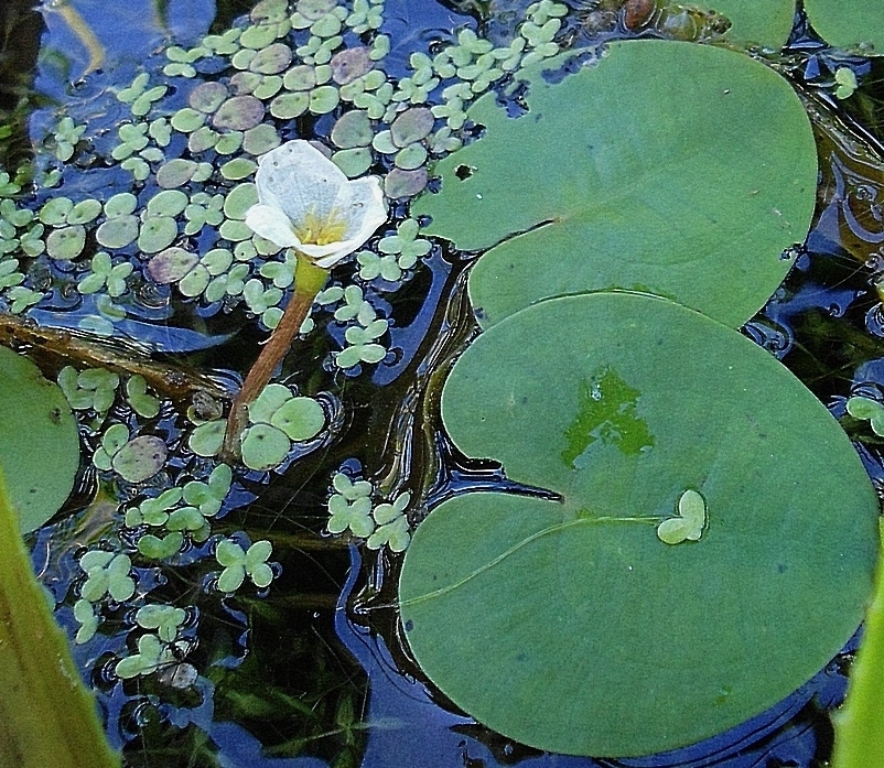 Изображение особи Hydrocharis morsus-ranae.