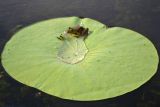 Nelumbo caspica