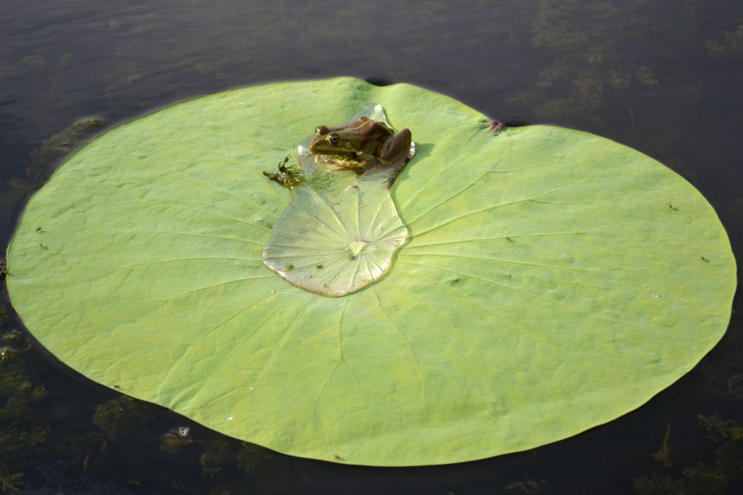 Image of Nelumbo caspica specimen.