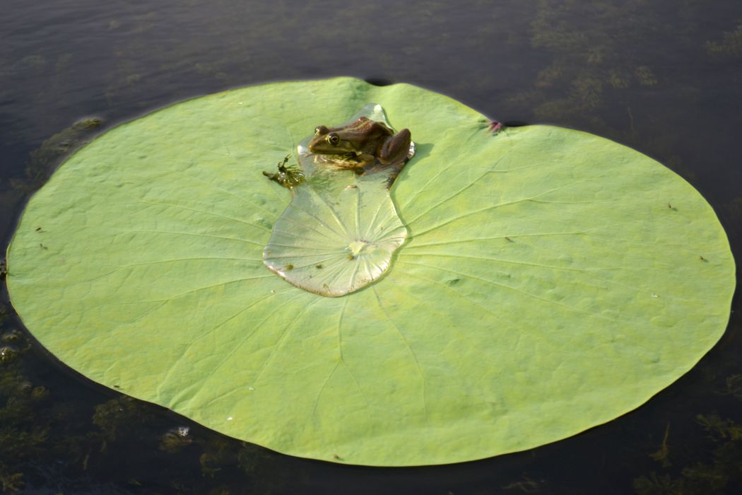 Изображение особи Nelumbo caspica.