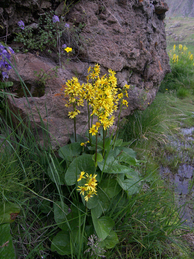 Image of Ligularia subsagittata specimen.