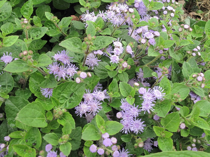 Image of Ageratum houstonianum specimen.