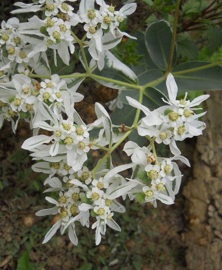Image of Euphorbia marginata specimen.