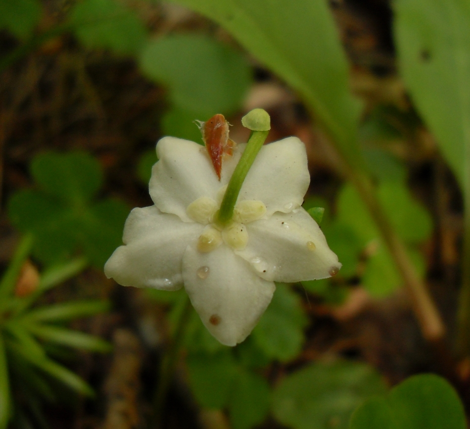 Image of Moneses uniflora specimen.