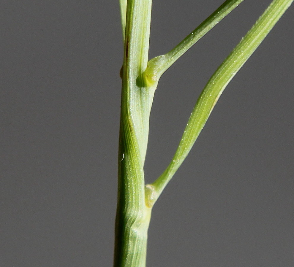 Image of Panicum virgatum specimen.