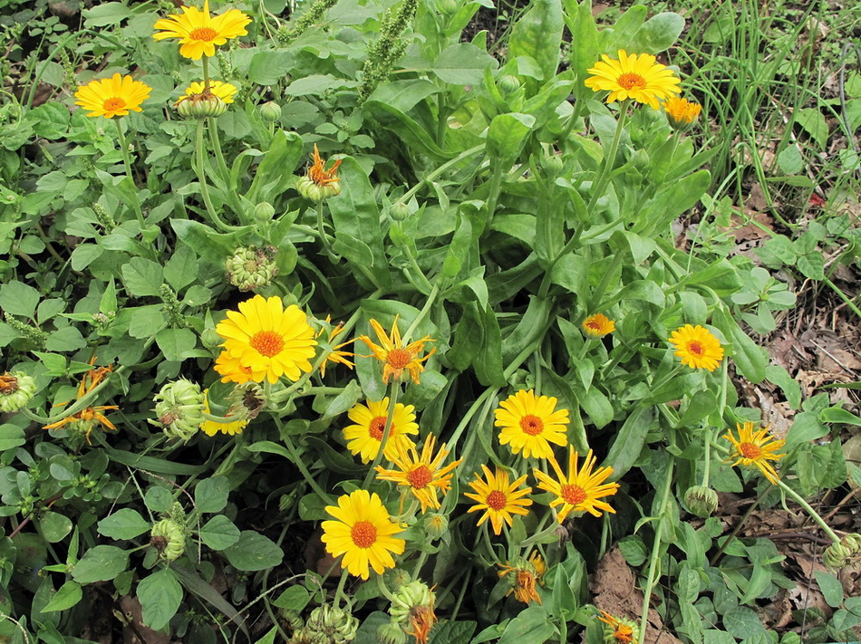 Image of Calendula officinalis specimen.