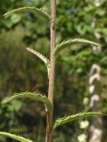 Carlina biebersteinii