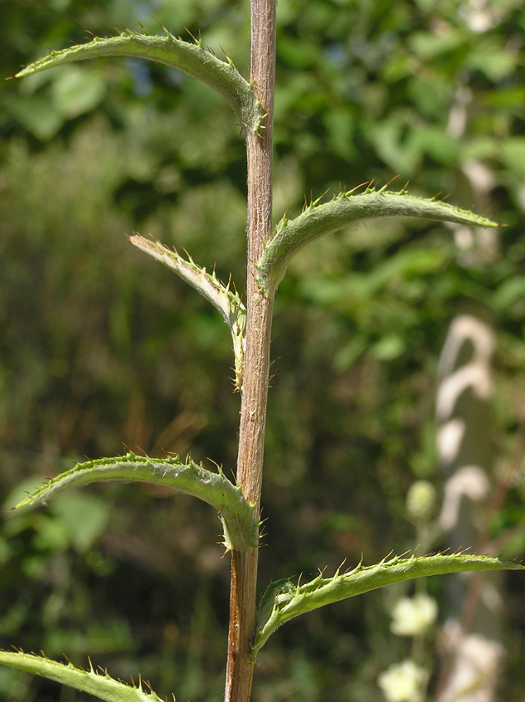 Image of Carlina biebersteinii specimen.