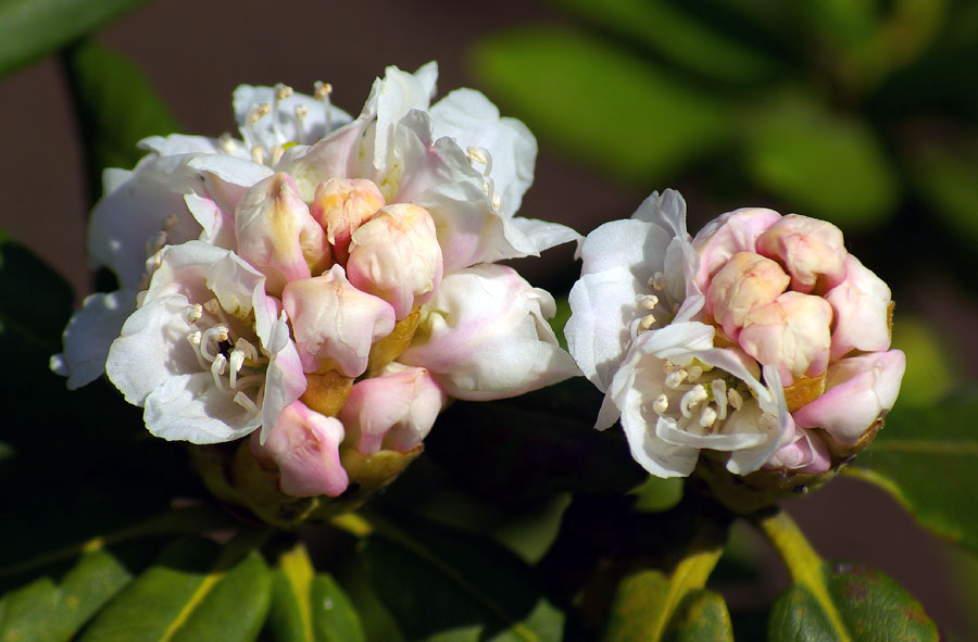 Image of genus Rhododendron specimen.