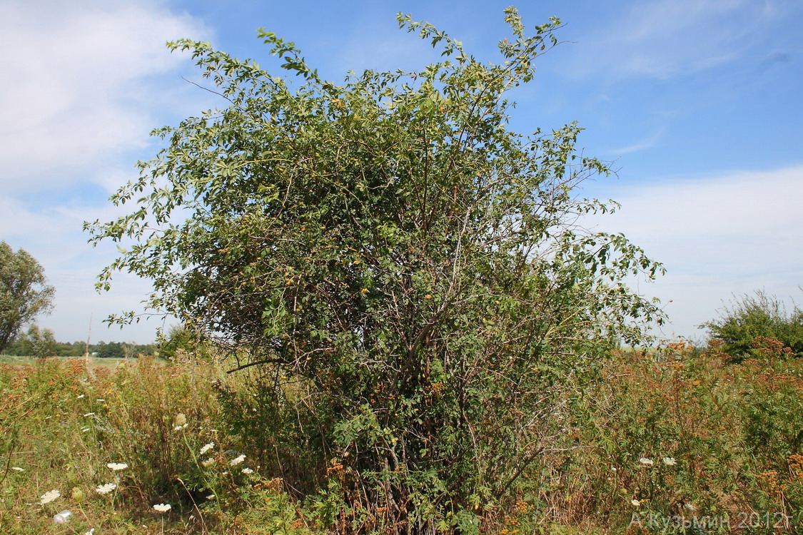 Image of Rosa canina specimen.