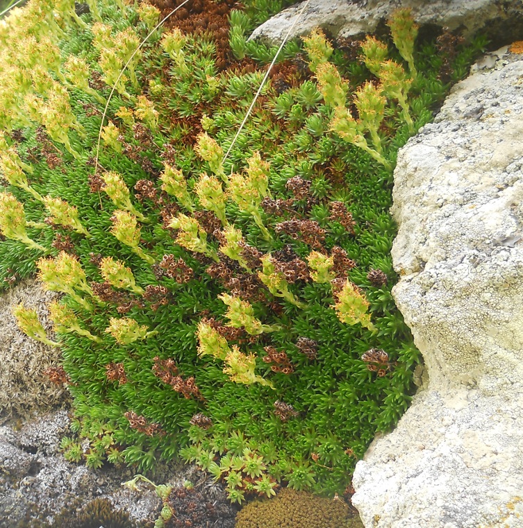 Изображение особи Saxifraga juniperifolia.