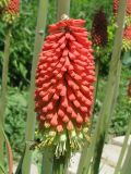 Kniphofia uvaria