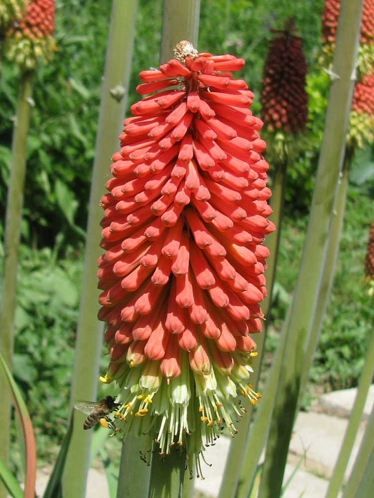 Изображение особи Kniphofia uvaria.