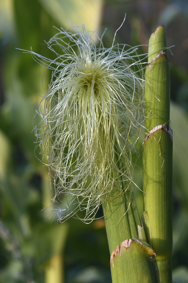 Изображение особи Zea mays.