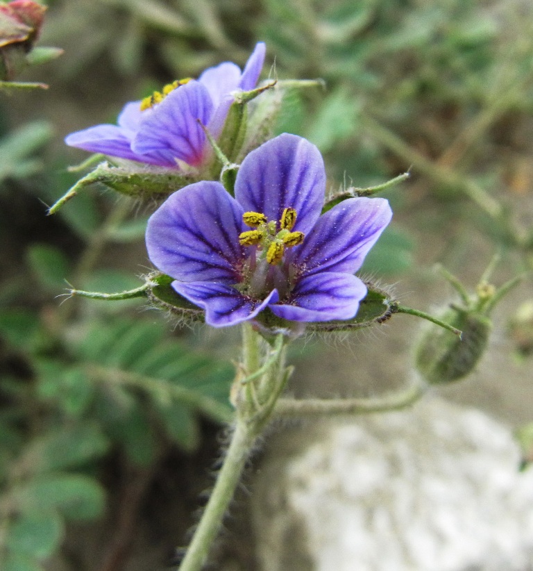 Image of Erodium stephanianum specimen.