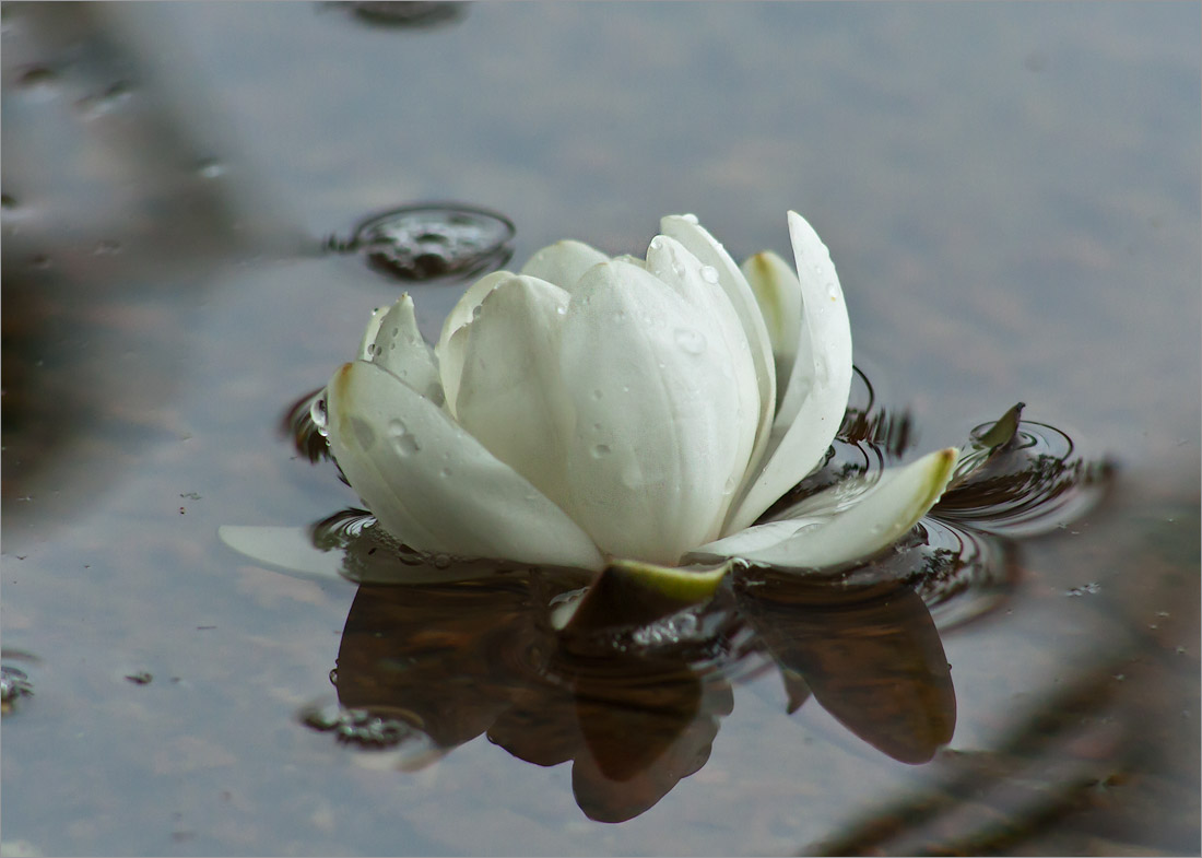 Image of Nymphaea candida specimen.