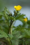 Ranunculus repens