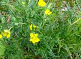 Potentilla tergemina