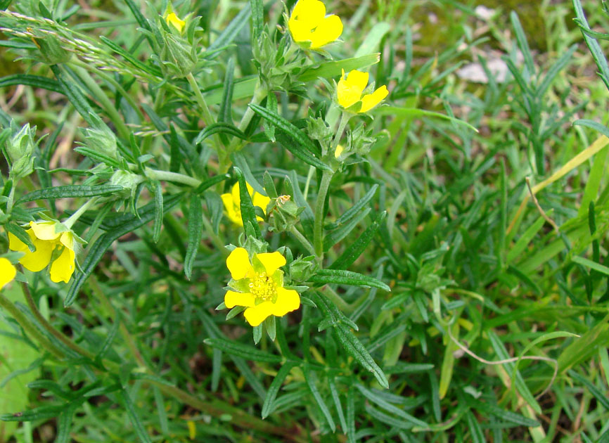 Изображение особи Potentilla tergemina.