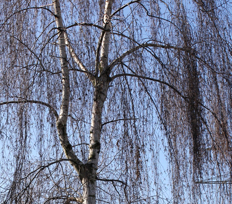 Image of Betula pendula specimen.