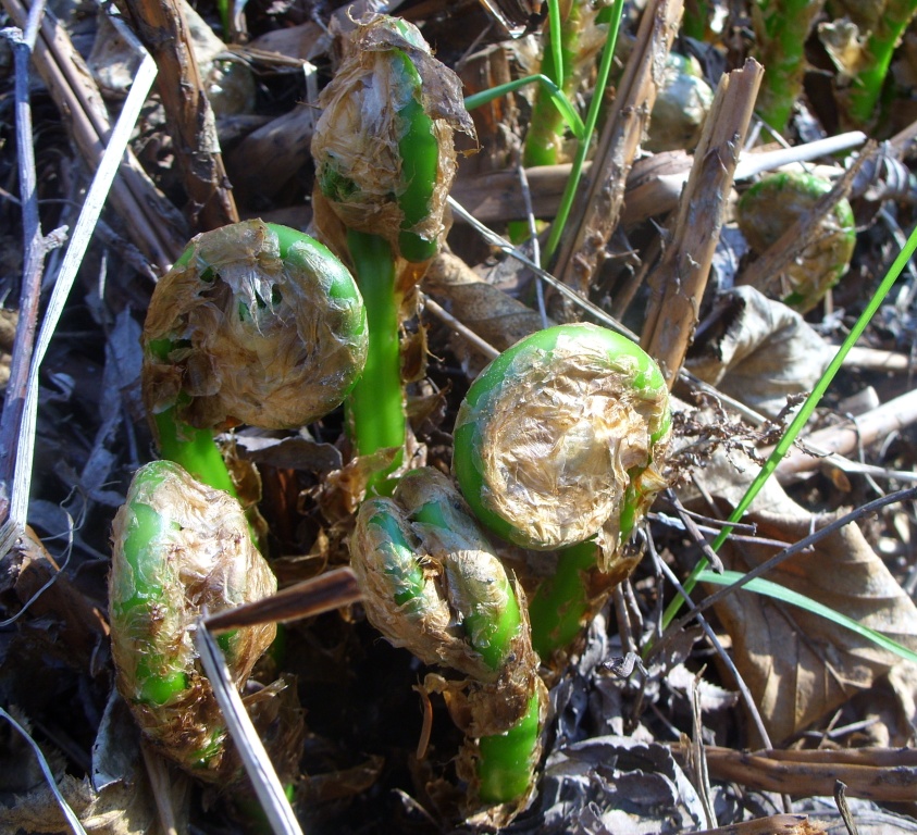 Image of genus Dryopteris specimen.