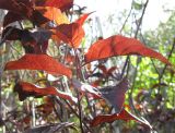 Prunus cerasifera variety pissardii. Верхушка молодого побега. Израиль, г. Беэр-Шева, городское озеленение. 30.03.2013.