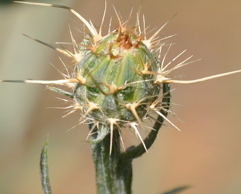 Image of Centaurea solstitialis specimen.