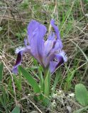 Iris pumila. Цветущее растение. Крым, Карадагский заповедник, степной склон. 7 апреля 2013 г.