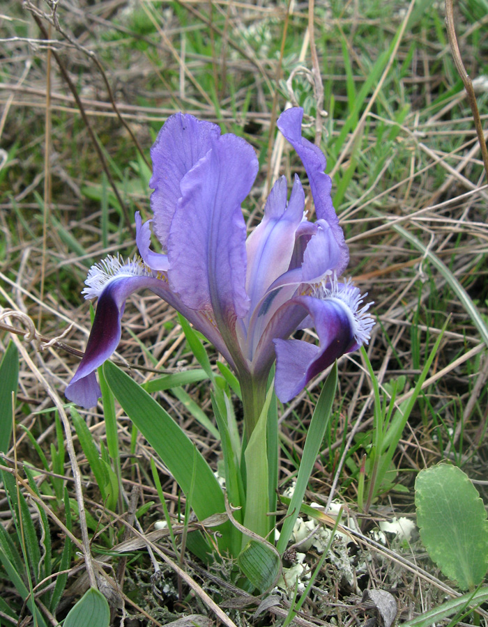 Image of Iris pumila specimen.