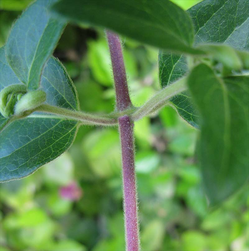 Image of Lonicera japonica specimen.