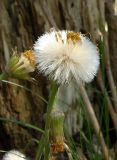 Tussilago farfara