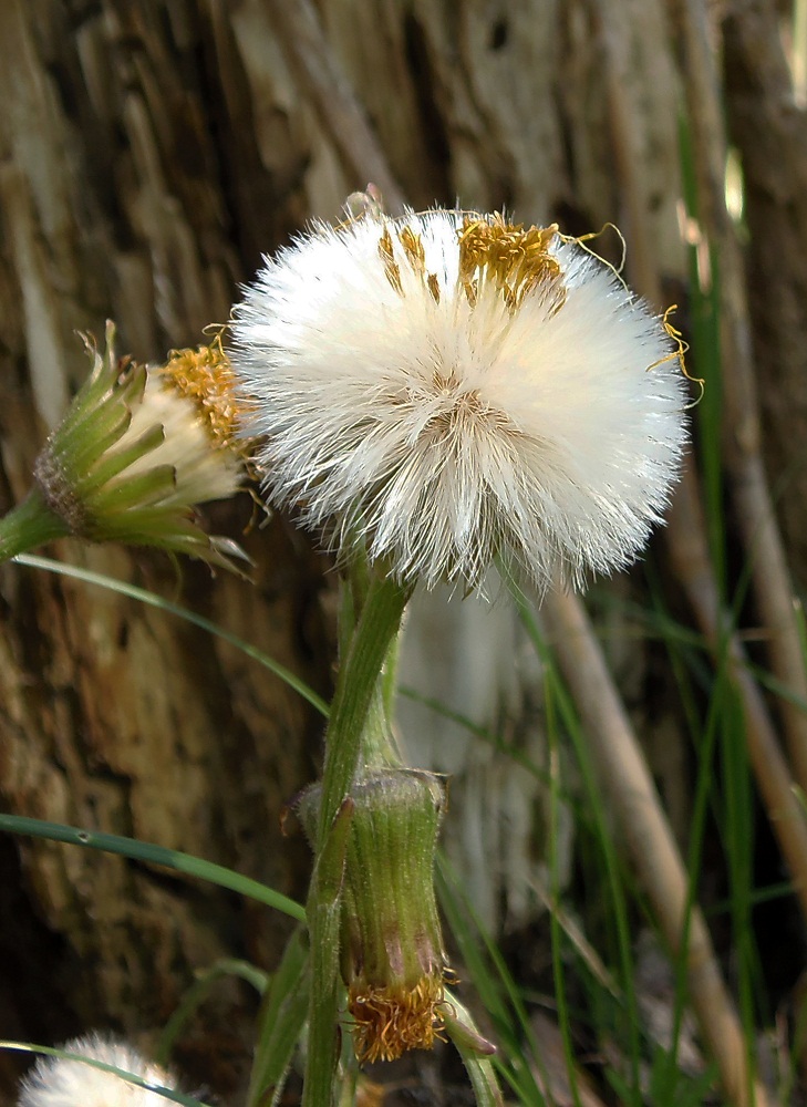 Image of Tussilago farfara specimen.