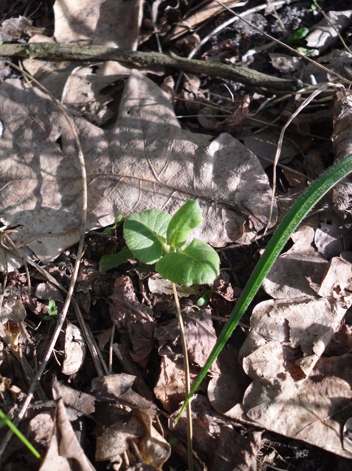 Изображение особи Primula veris.