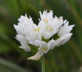 Allium breviradium