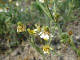 Ranunculus oxyspermus