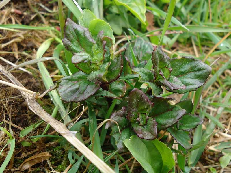 Image of Mentha arvensis specimen.