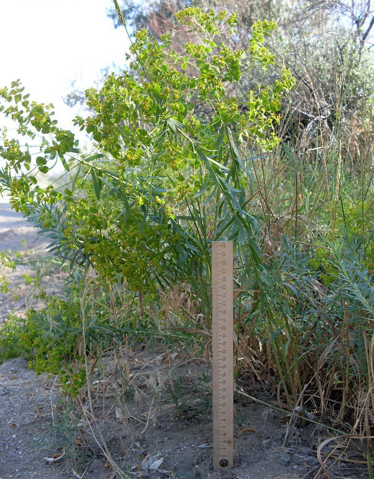 Image of Euphorbia seguieriana specimen.