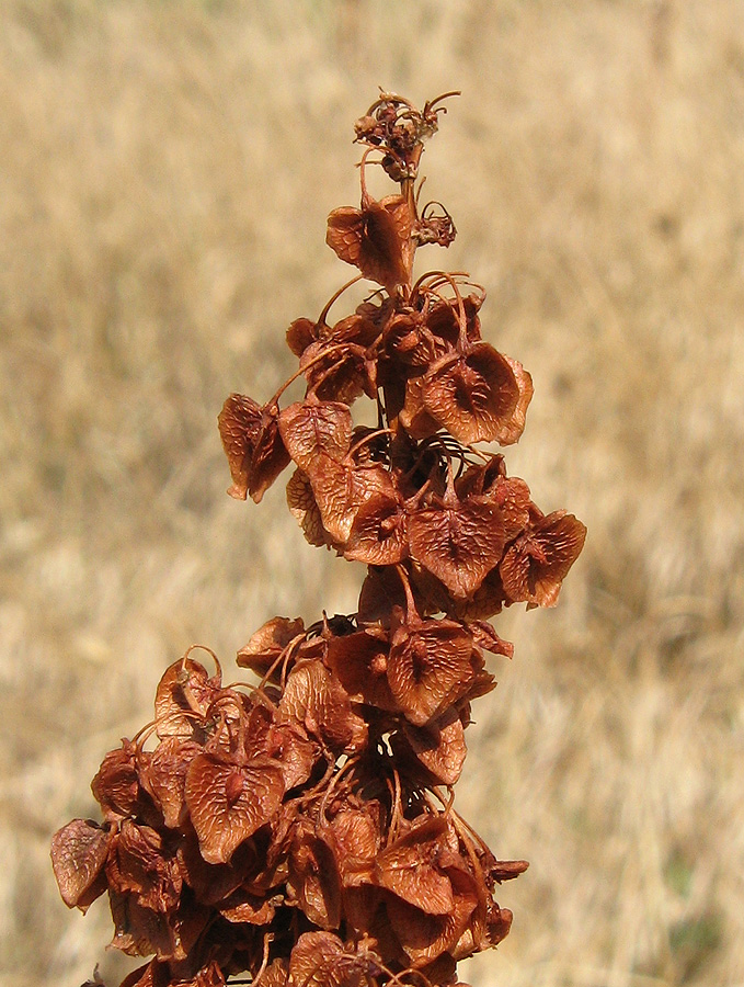 Image of Rumex confertus specimen.