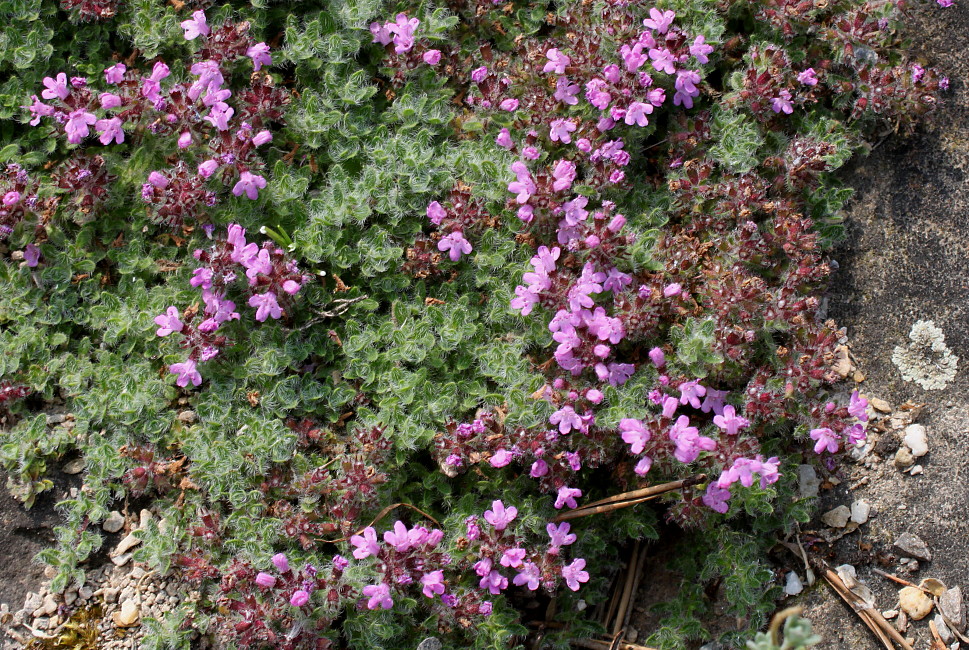 Изображение особи Thymus praecox.