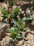 Lonicera semenovii. Вегетативные побеги. Тянь-Шань, Илейский Алатау, Большое Алмаатинское ущ. 09.06.2013.