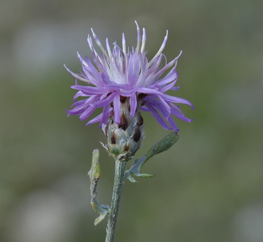 Изображение особи Centaurea litochorea.