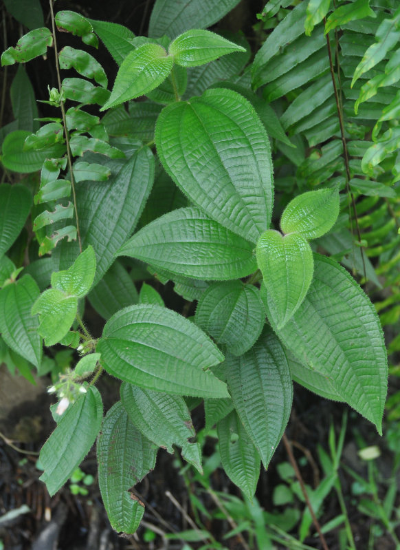 Image of Miconia crenata specimen.