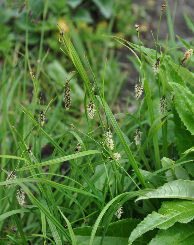 Изображение особи Carex riishirensis.