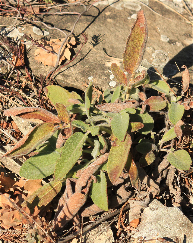 Image of Salvia ringens specimen.